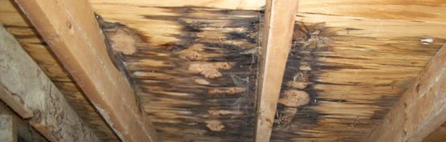 5 Things That May Be Endangering Your Roof